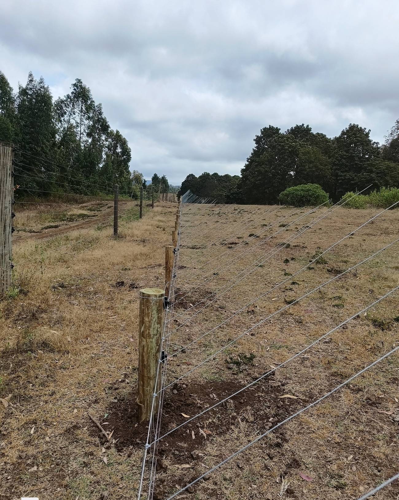 Short elephant fence on timber posts across open farmland